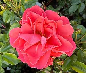 Aunty Carola's Cottage Garden