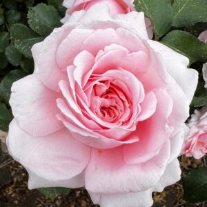 Bride & Groom Standard Rose Tree Budded at 80cm