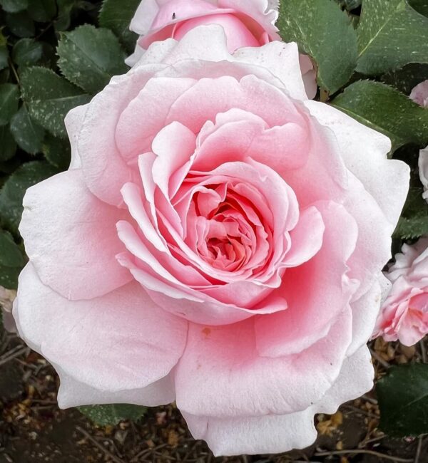 Bride & Groom Standard Rose Tree Budded at 80cm