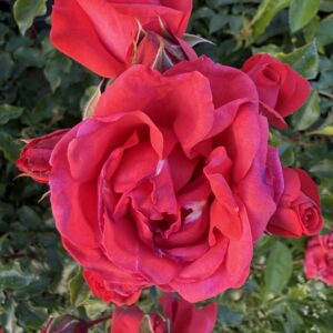 Cherry Bonica