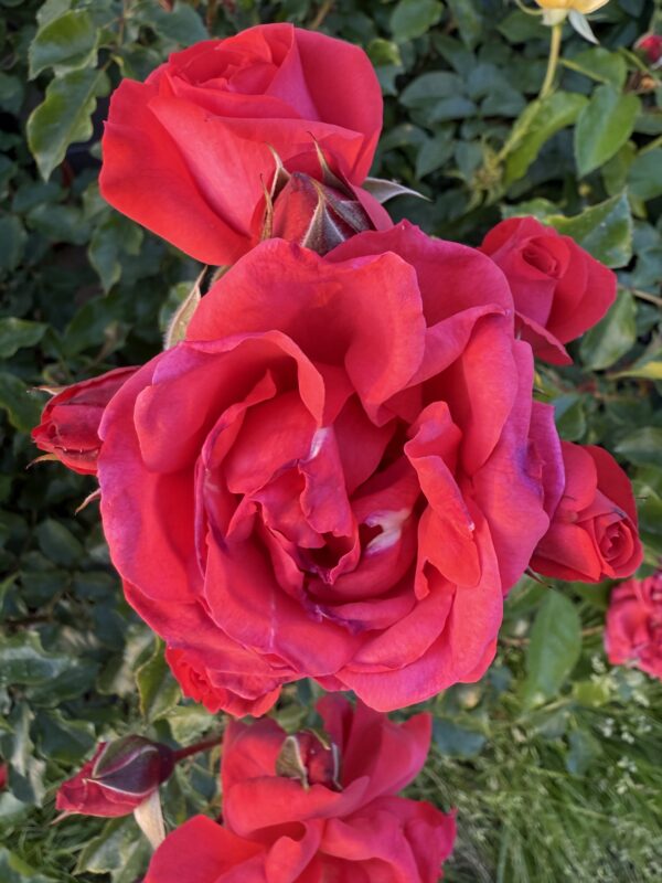 Cherry Bonica