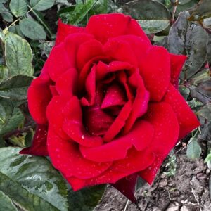 Deep Secret Standard Rose Tree Budded at 100cm