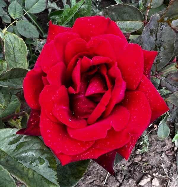 Deep Secret Standard Rose Tree Budded at 80cm