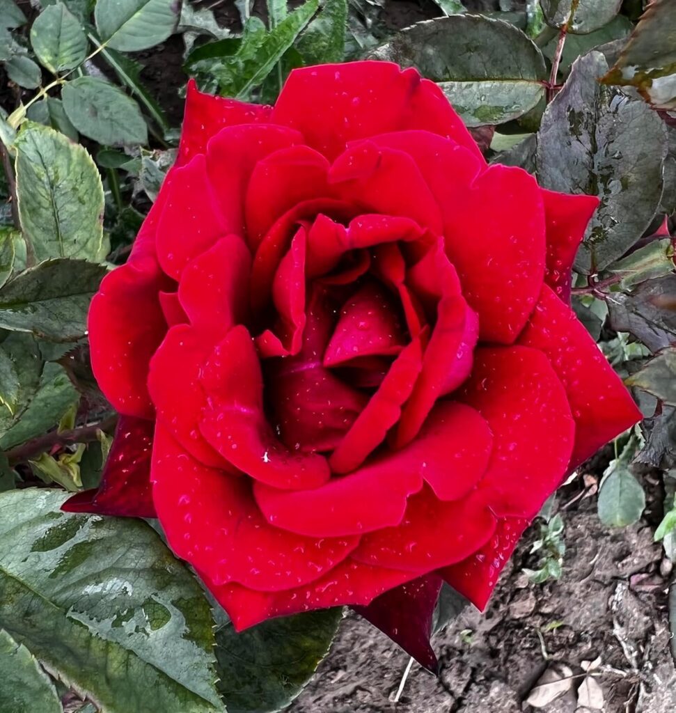 Deep Secret – The Garden Rose Company