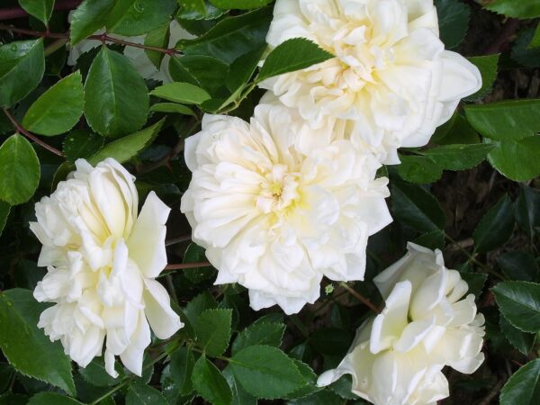 Gardenia - Image 2