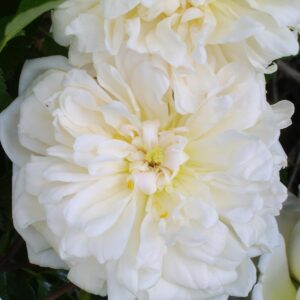 Gardenia