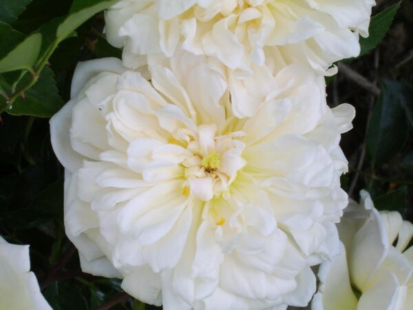 Gardenia