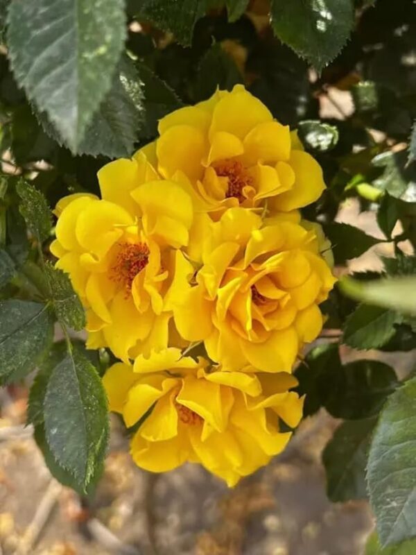 Gold Flower Power Standard Rose Tree Budded at 80cm - Image 2