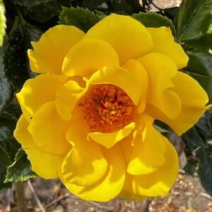 Gold Flower Power Standard Rose Tree Budded at 80cm