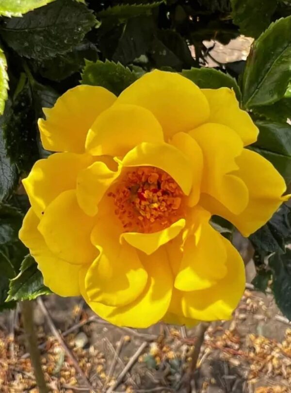 Gold Flower Power Standard Rose Tree Budded at 80cm