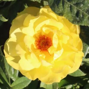 Golden Wedding Standard Rose Tree Budded at 80cm