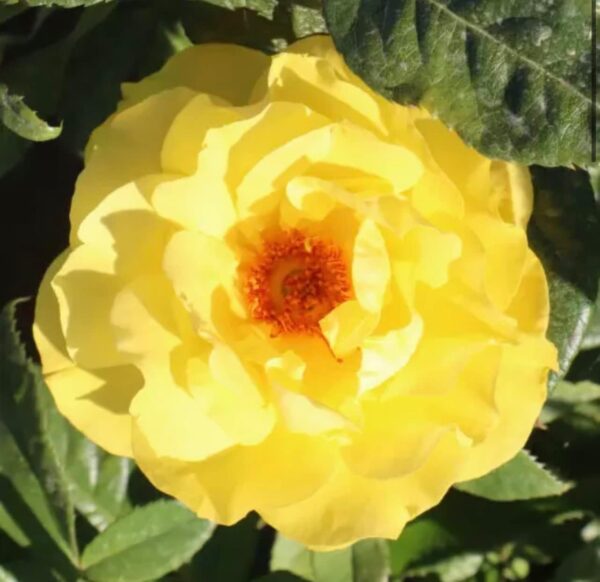 Golden Wedding Standard Rose Tree Budded at 80cm