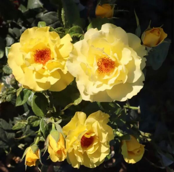Golden Wedding Standard Rose Tree Budded at 80cm - Image 2