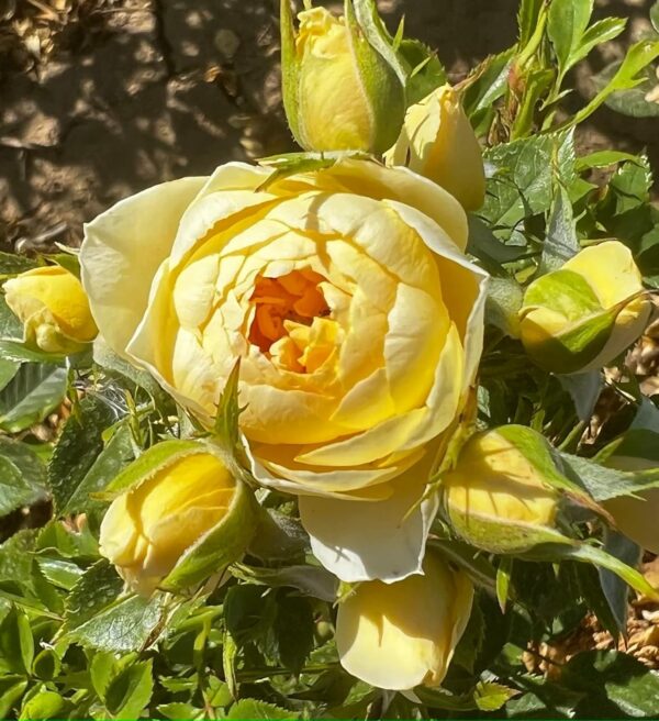 Happy Birthday Standard Rose Tree Budded at 80cm - Image 2
