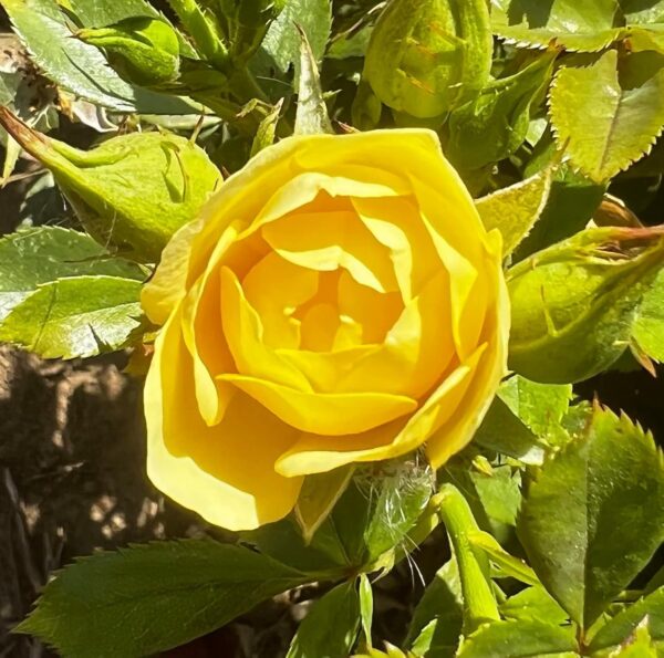 Happy Birthday Standard Rose Tree Budded at 80cm - Image 3