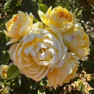 Happy Birthday Standard Rose Tree Budded at 80cm