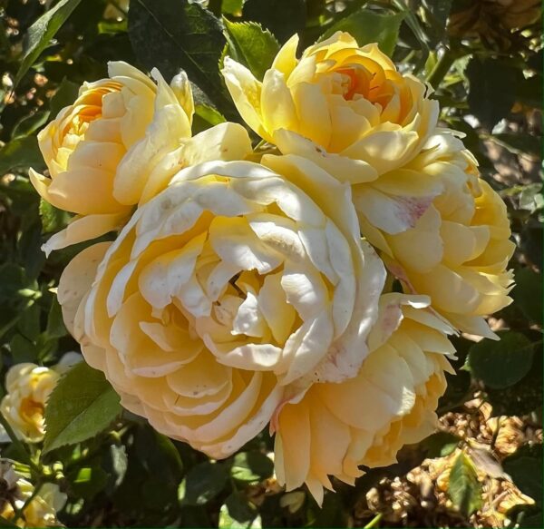 Happy Birthday Standard Rose Tree Budded at 80cm