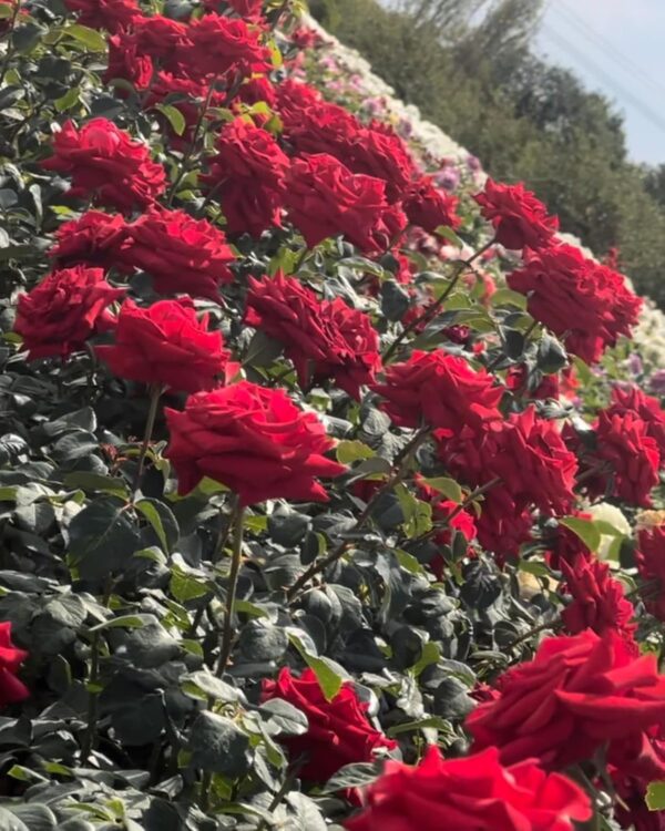 Happy Ruby Wedding Standard Rose Tree Budded at 100cm - Image 2