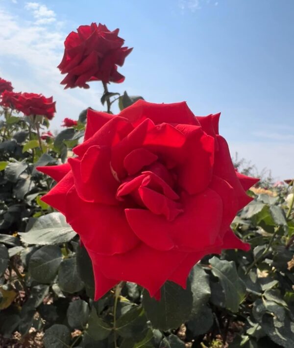 Happy Ruby Wedding Standard Rose Tree Budded at 100cm