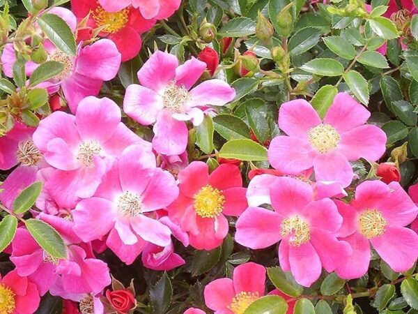 Hertfordshire Standard Rose Tree Budded at 80cm - Image 2