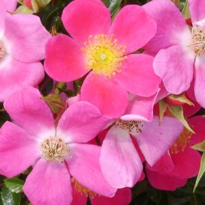 Hertfordshire Standard Rose Tree Budded at 80cm