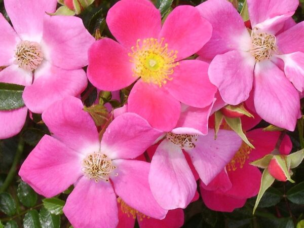 Hertfordshire Standard Rose Tree Budded at 80cm