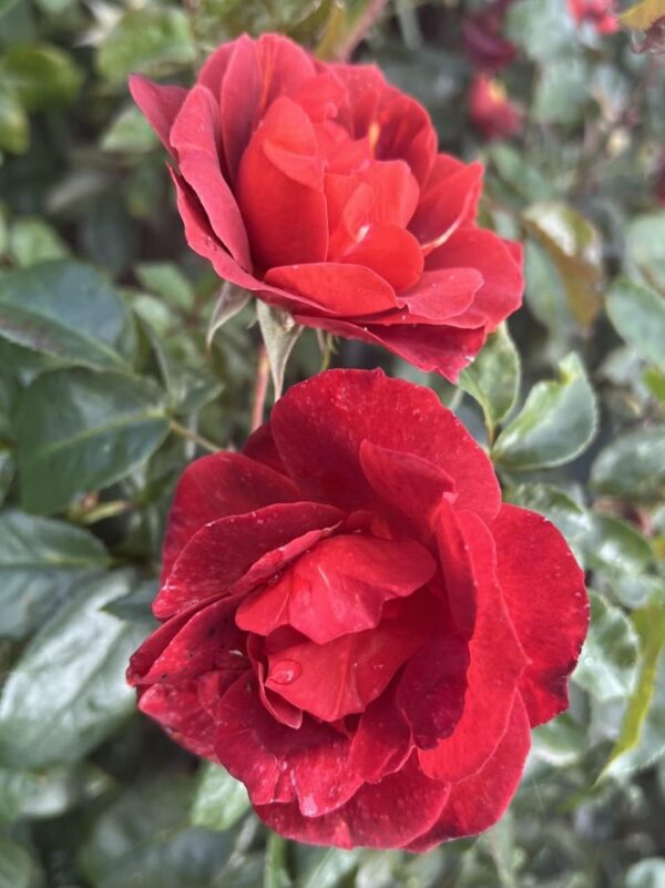 Hot Chocolate Standard Rose Tree Budded at 100cm - Image 2