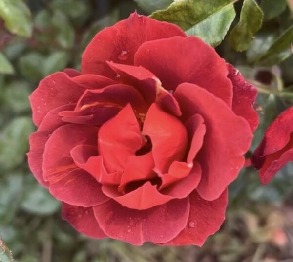 Hot Chocolate Standard Rose Tree Budded at 100cm