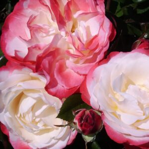 Nostalgia Standard Rose Tree Budded at 100cm