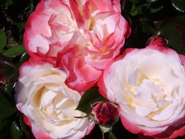 Nostalgia Standard Rose Tree Budded at 100cm