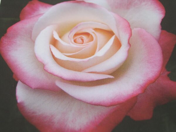 Nostalgia Standard Rose Tree Budded at 100cm - Image 2