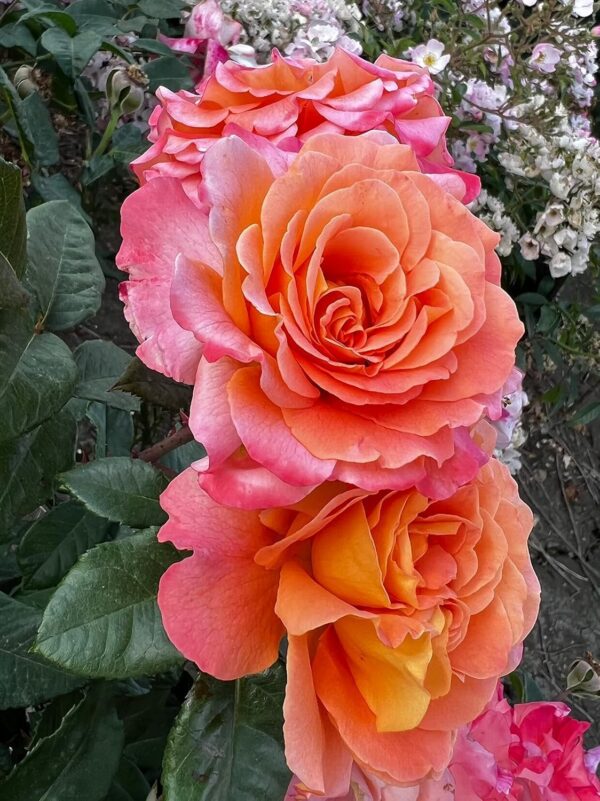 Rachel Standard Rose Tree Budded at 100cm - Image 2