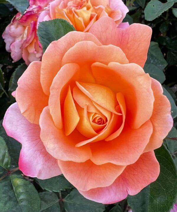 Rachel Standard Rose Tree Budded at 100cm - Image 3