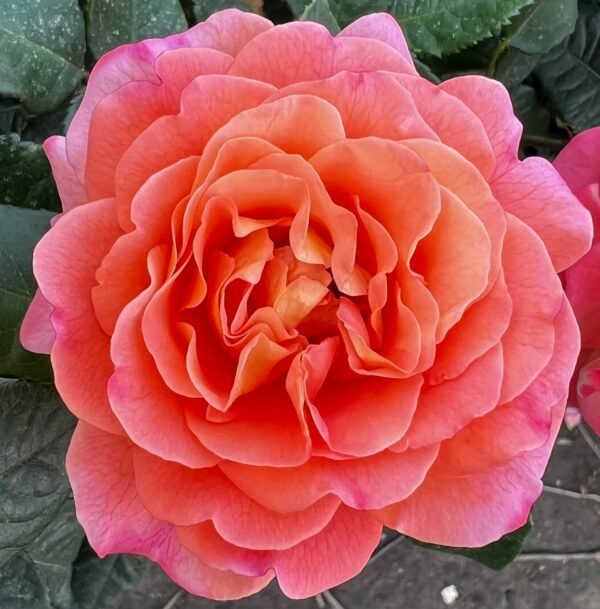 Rachel Standard Rose Tree Budded at 100cm