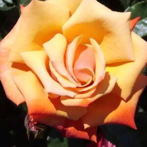 Remember Me Standard Rose Tree Budded at 100cm