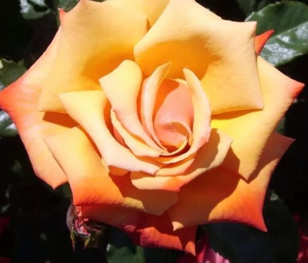 Remember Me Standard Rose Tree Budded at 100cm