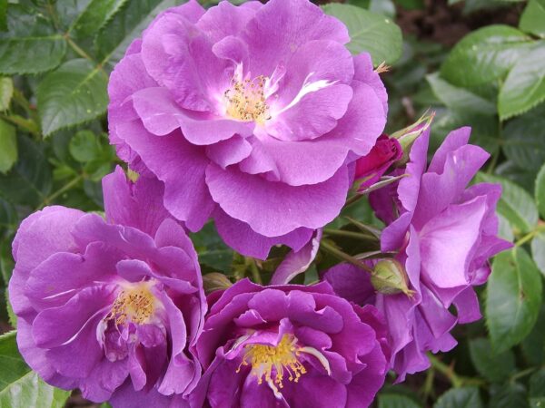 Rhapsody in Blue Standard Rose Tree Budded at 100cm - Image 2