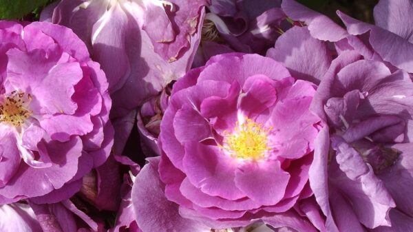 Rhapsody in Blue Standard Rose Tree Budded at 100cm - Image 3