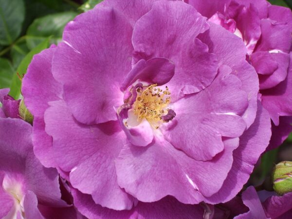 Rhapsody in Blue Standard Rose Tree Budded at 100cm