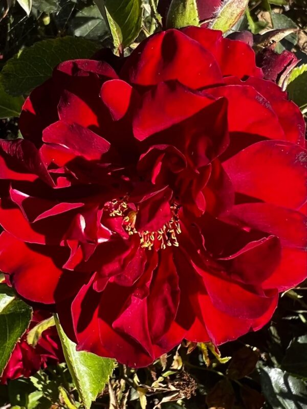 Ruby