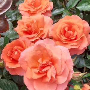 Stannard Beauty