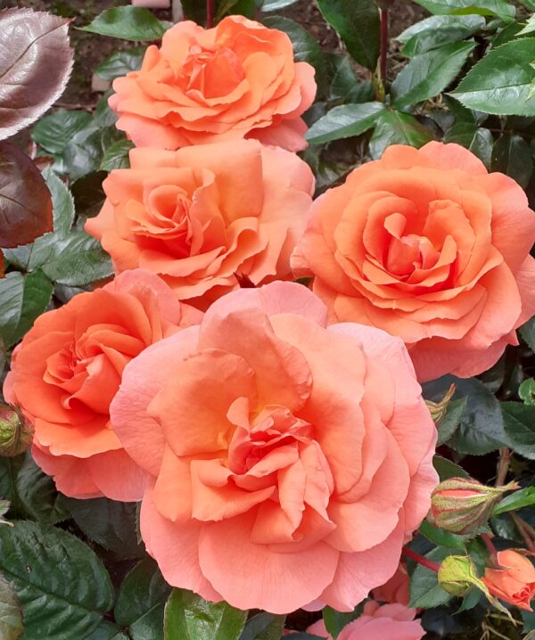 Stannard Beauty