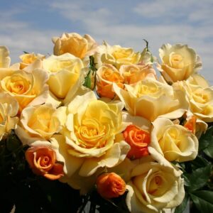 Sunny Sky Standard Rose Tree Budded at 100cm
