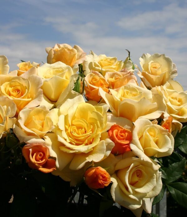 Sunny Sky Standard Rose Tree Budded at 100cm