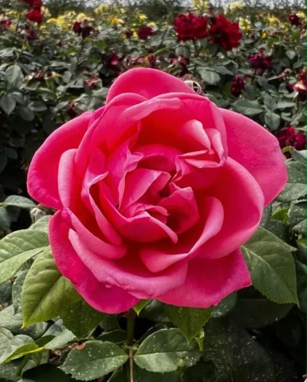 Sweet Parfum de Provence Standard Rose Tree Budded at 100cm