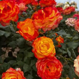 Tequila Sunrise Standard Rose Tree Budded at 100cm