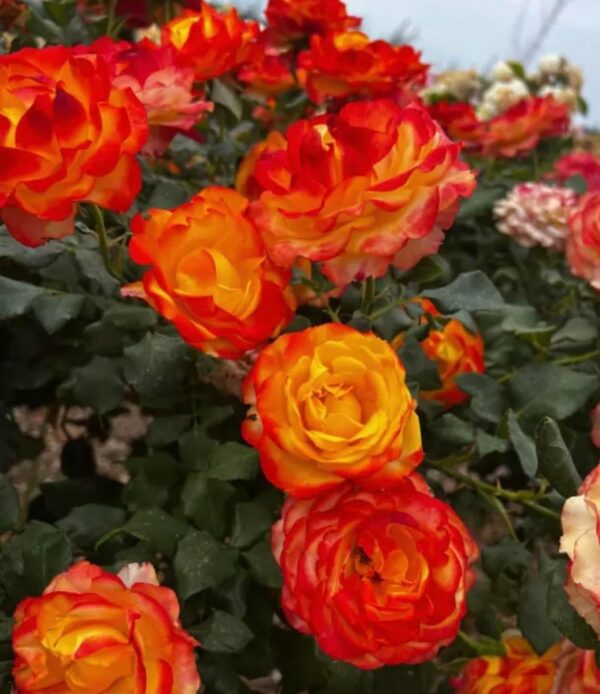Tequila Sunrise Standard Rose Tree Budded at 100cm