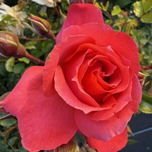 The John Gabriel Rose