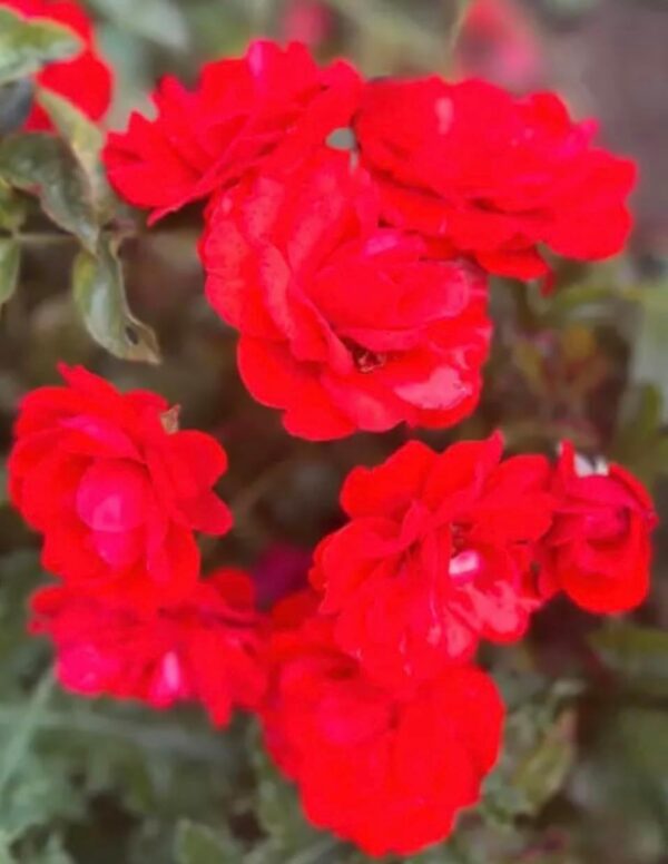 Trumpeter - Potted Standard Rose Tree - Budded at 80cm - Image 2