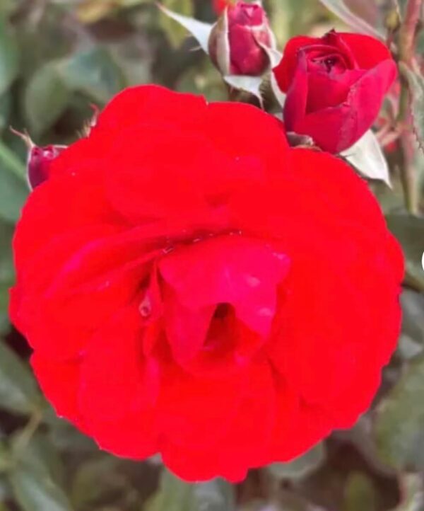Trumpeter - Potted Standard Rose Tree - Budded at 80cm